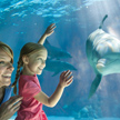 Sea World and Busch Gardens Free