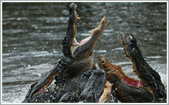 Alligator & Crocodile Feeding at Silver Springs Ocala