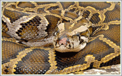 Non Venomous Snakes at Silver Springs Ocala
