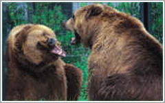 World of Bears at Silver Springs Ocala