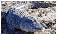 Boggy Creek Airboat Rides