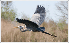 Birds at Boggy Creek Airboat Rides