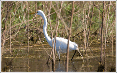 Birds at Boggy Creek Airboat Rides