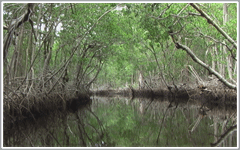 Boggy Creek Airboat Rides