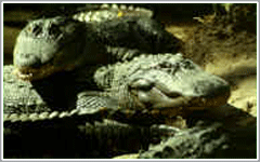 Big Gator Lagoon at Silver Springs Ocala
