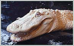 White Alligator at Silver Springs Ocala