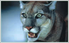 Panther Prowl at Silver Springs Ocala