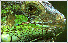 Reptiles of the World at Silver Springs Ocala